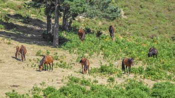 Tiere in Portugal