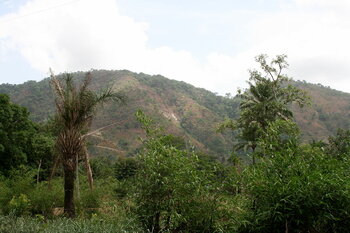 Dschungel bei Kpalimé