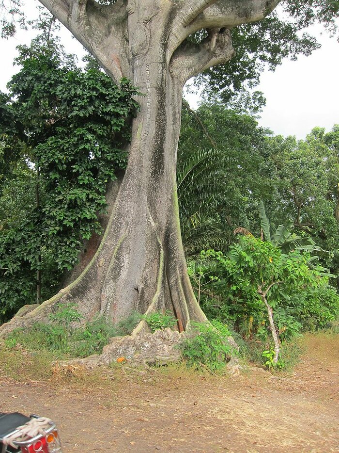 Kapokbaum auf Príncipe