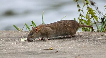 Neozoen in Deutschland Wanderratte