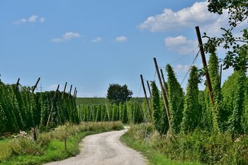 Hopfen Hallertau Hopfen Hallertau