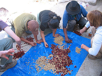 Sortieren von Kaffeebohnen in Guatemala