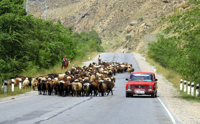 Schafherde auf einer Straße in Kirgisistan