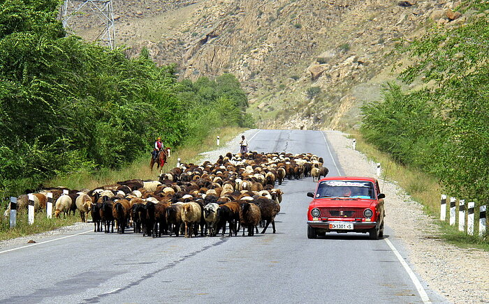 Schafherde auf einer Straße in Kirgisistan