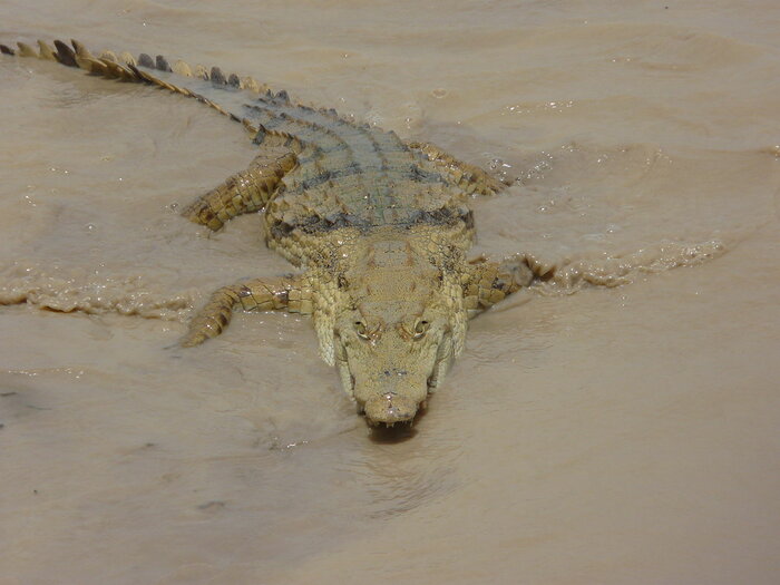 Krokodil im Nationalpark Pendjari in Benin