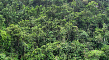 Regenwald am Río Dulce