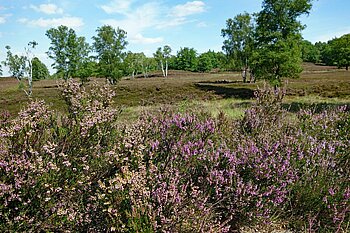 Fischbeker Heide