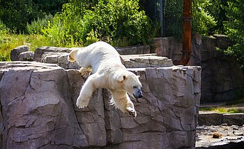 Hannover Zoo Eisbären