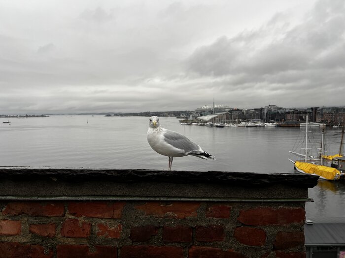 Möwe in Oslo