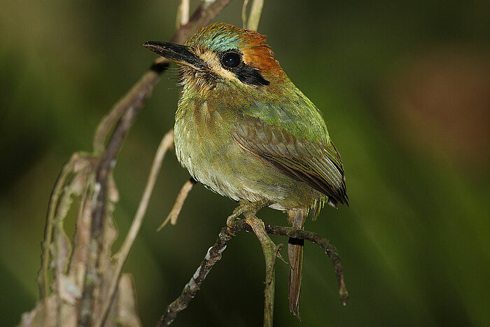 Zwergmotmot in Panama