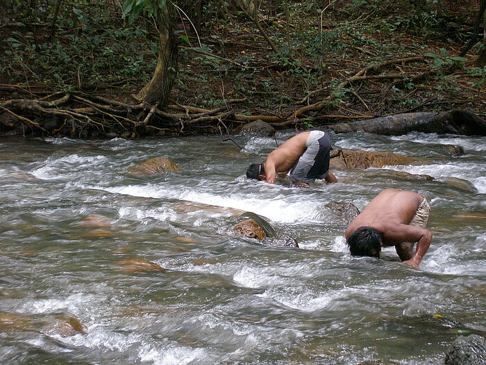 Garnelensucher in Panama