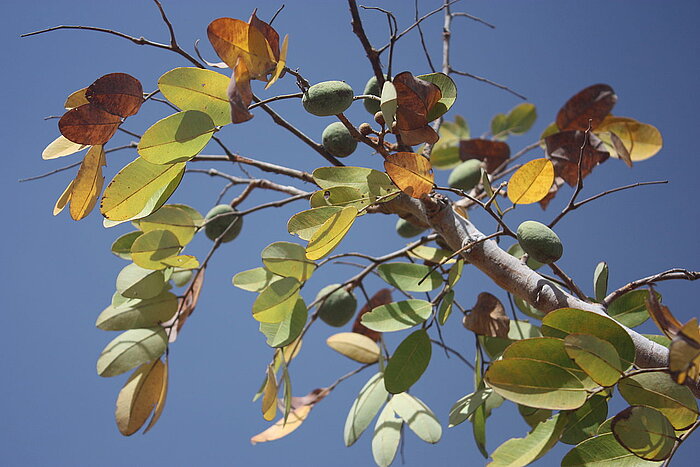 Detarium microcarpum in Burkina Faso