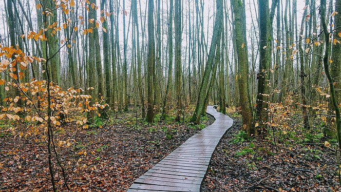 Wanderweg in Brandenburg