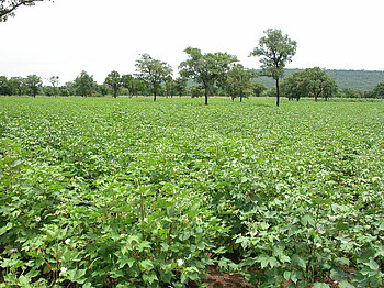 Baumwollanbau in Benin