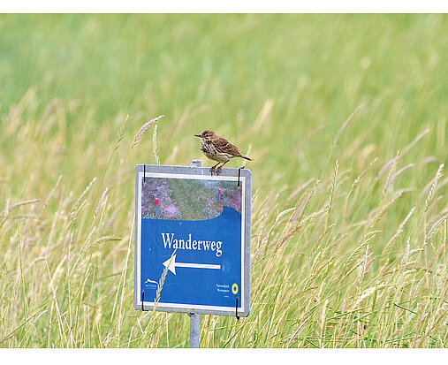 Wiesenpieper auf Neuwerk