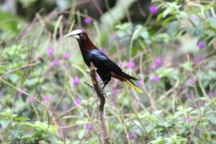 Rotkopf-Stirnvogel in Panama