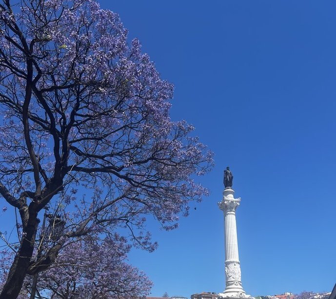 Jacaranda-Bäume in Lissabon Palisanderholzbaum in Portugal
