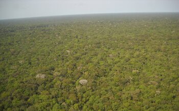 Regenwald in Brasilien am Amazonas Regenwald Brasilien