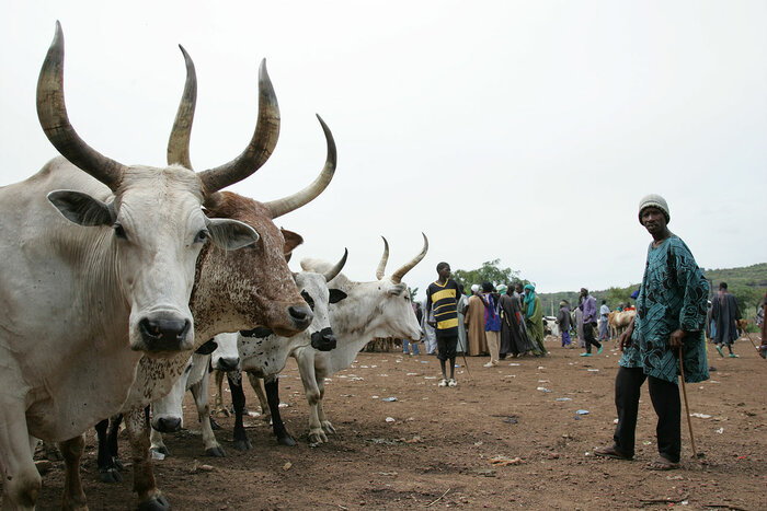 Rindermarkt in Mali