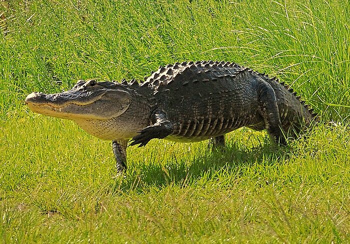 Mississippi-Alligator