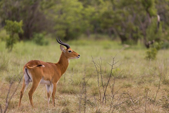 Kob-Antilope im Nationalpark Comoé