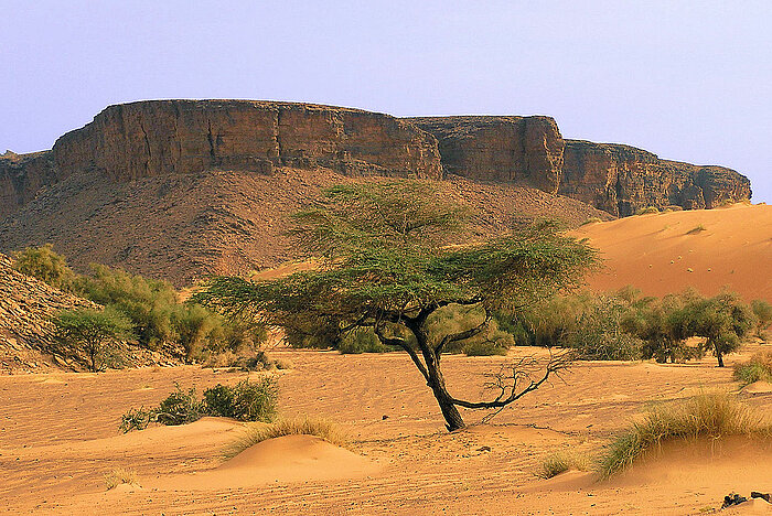 Adrar-Region mit Berg und Akazien