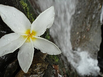 Pflanzen in El Salvador Plumeria-Blume in El Salvador