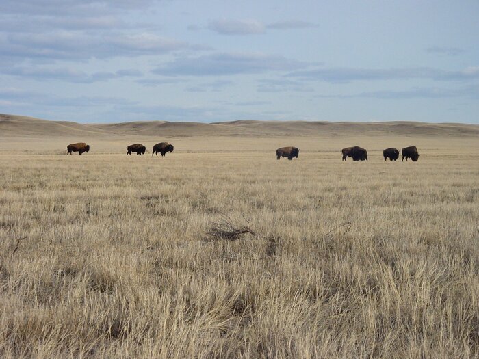 Grasende Bisons in der kanadischen Prärie