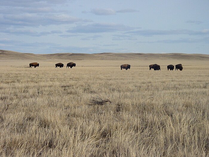 Grasende Bisons in der kanadischen Prärie