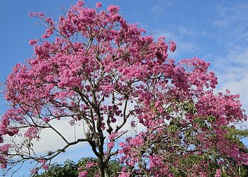 Lapacho-Baum