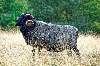 Typische Tiere Lüneburger Heide