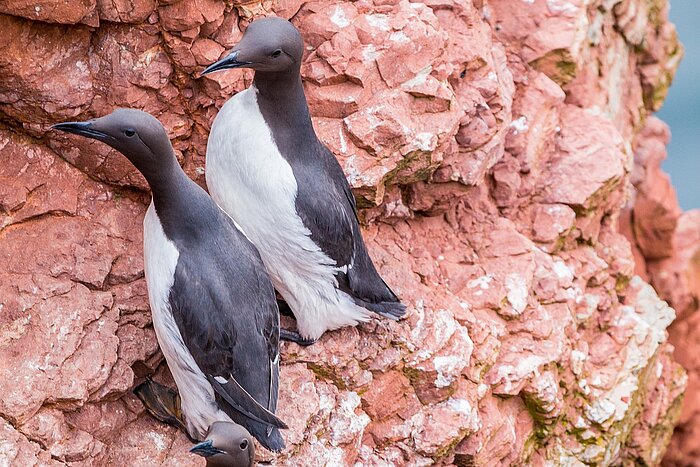 Vögel Helgoland