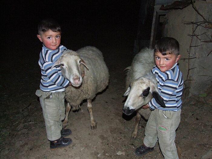 Zwei Brüder mit Schafen