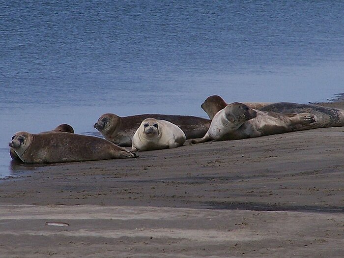 Seehunde auf Fanø