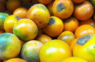 Exotische Frucht