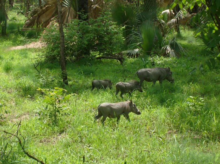 Warzenschweine im Niokolo-Koba-Nationalpark im Senegal