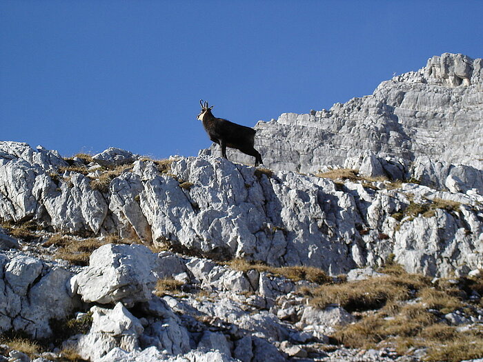 Gämse in Österreich