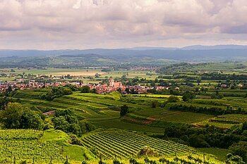 Reblandschaft im Kaiserstuhl