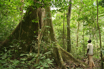 Gabun Natur Regenwald