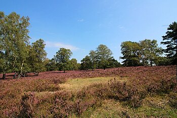 Heide in Hamburg