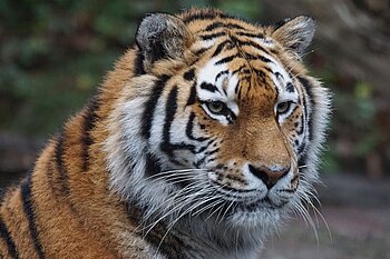 Irland wurde Keltischer Tiger genannt