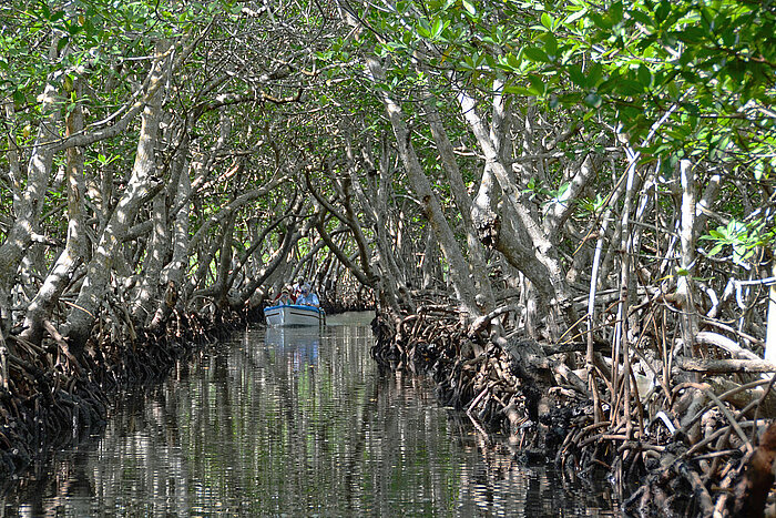 Mangroventunnel auf der Insel Roatán