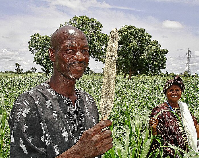 Hirse-Ernte in Mali