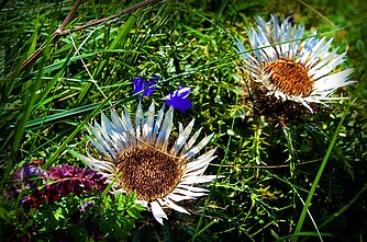 Silberdistel