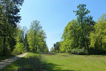 Bäume auf der Pfaueninsel