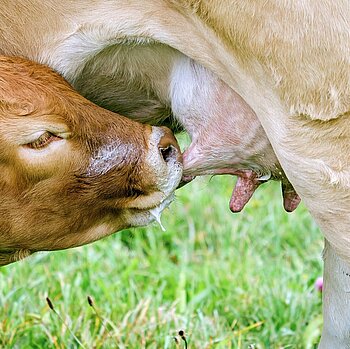 Kalb trinkt Milch