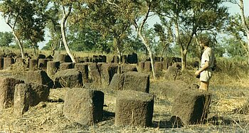 Senegambischer Steinkreis im Senegal