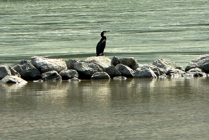 Kormoran an der Donau