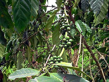 Kaffeeanbau in Togo