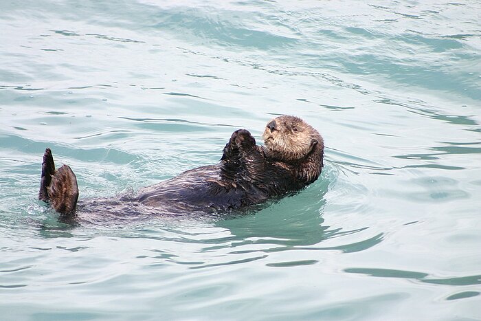 Fischotter in Alaska